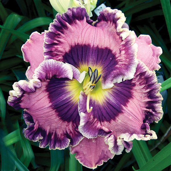 Daylily Born In California