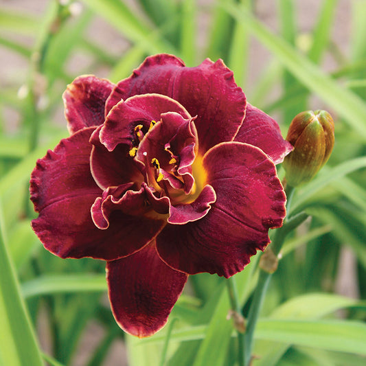 Daylily Night Embers