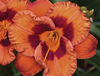 Daylily Mighty Chestnut - 7136A