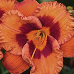 Daylily Mighty Chestnut - 7136A