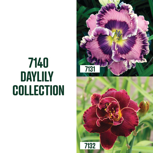 Daylily Collection / 2 bulbs