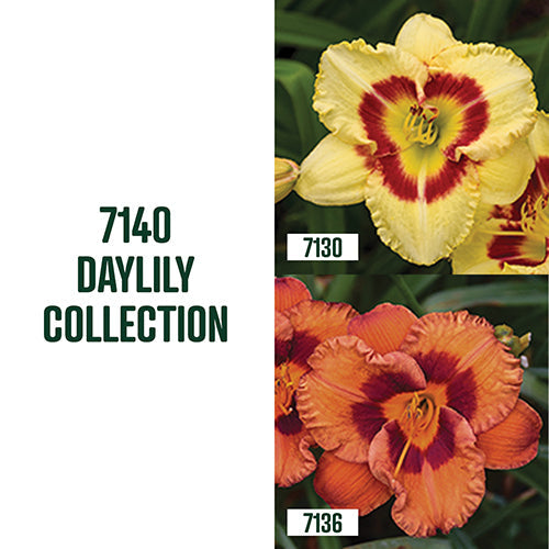 Daylily Collection / 2 bulbs