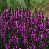 Salvia Bumbleberry - 7141A