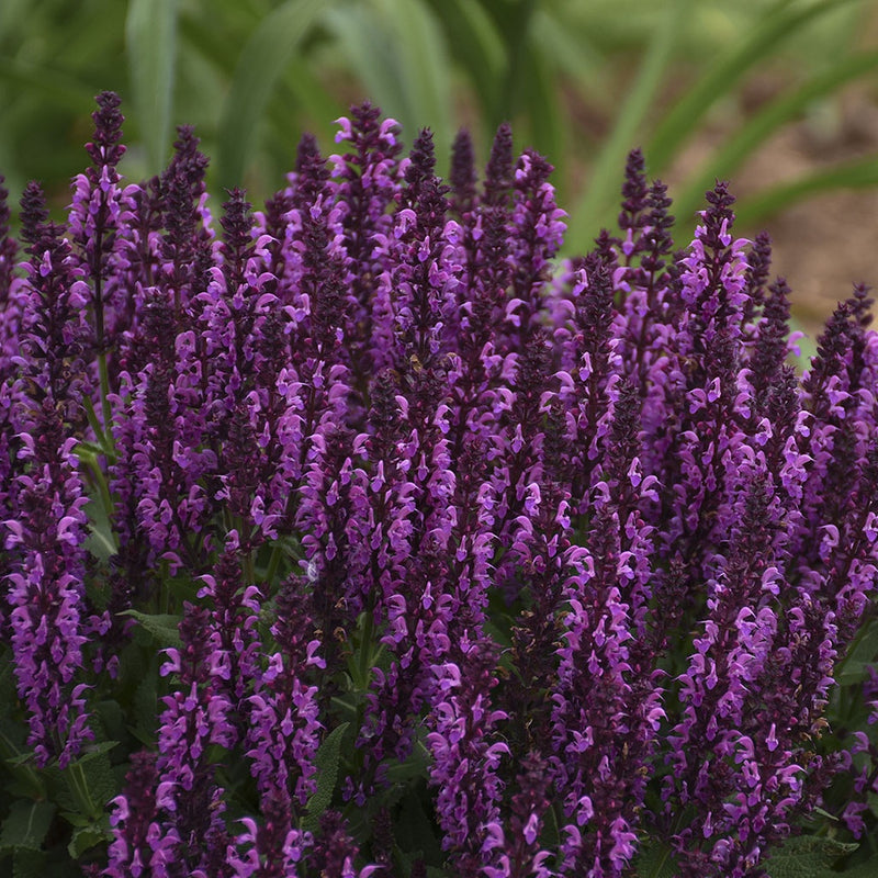 Salvia Bumbleberry - 7141A