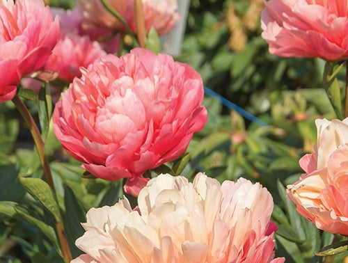 Peony Lorelei - 7143A