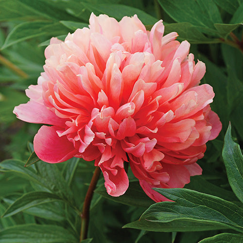 Peony Lorelei - 7143A