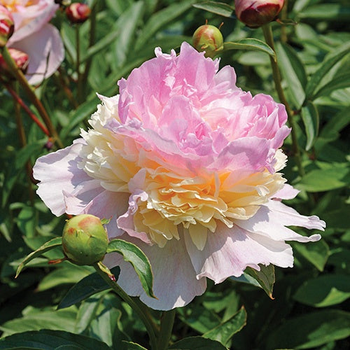Peony Raspberry Sundae - 7151A