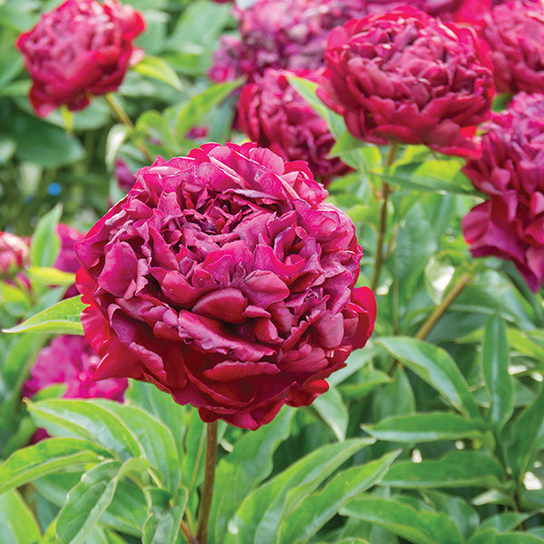 Peony Highlight