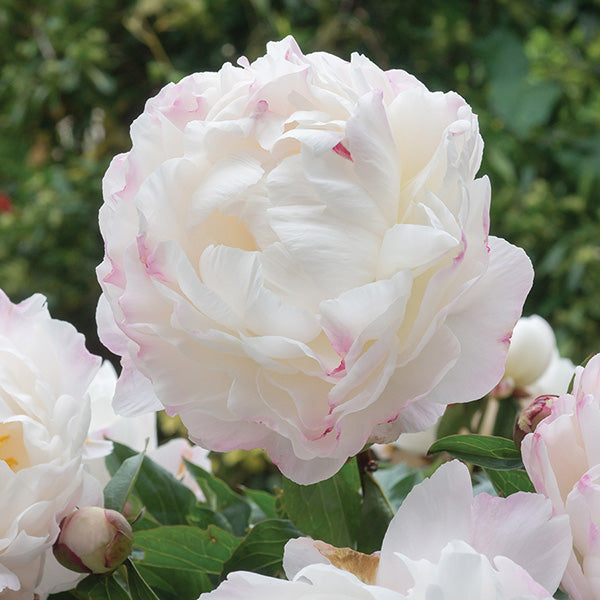 Peony Gardenia