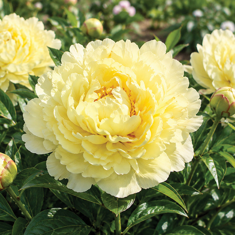 Peony Sunny Girl