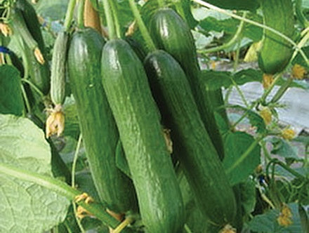 Cucumber Aladdin Hyb (65 Days) - 717A