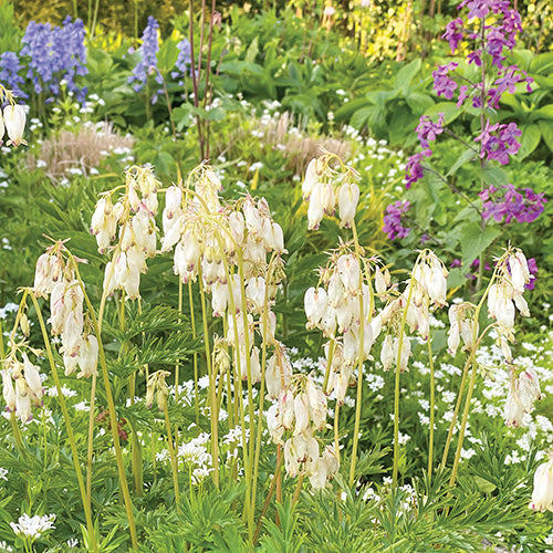 Bleeding Heart Aurora