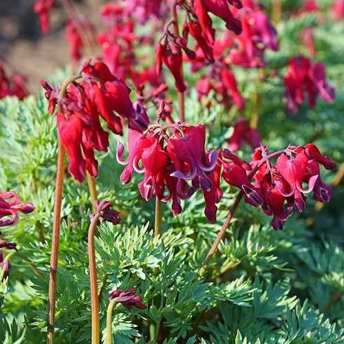 Bleeding Heart Red Fountain - 7184A
