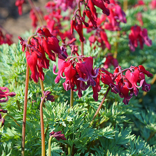 Red Bleeding Roots Bleeding Heart Red Fountain Roots | T&T Seeds