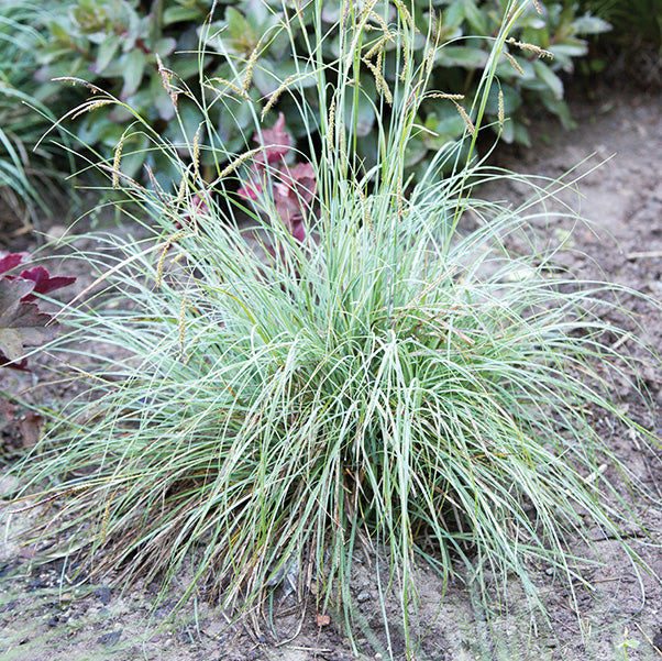 Sedge Blue Zinger