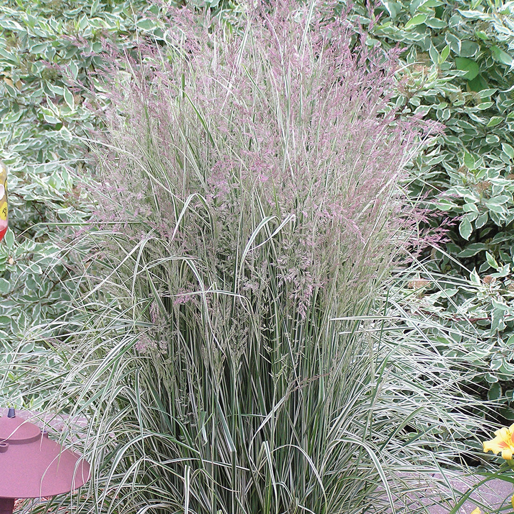 Grass Overdam