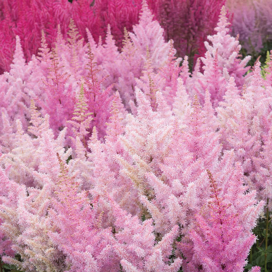Astilbe Ice Cream - 7189A
