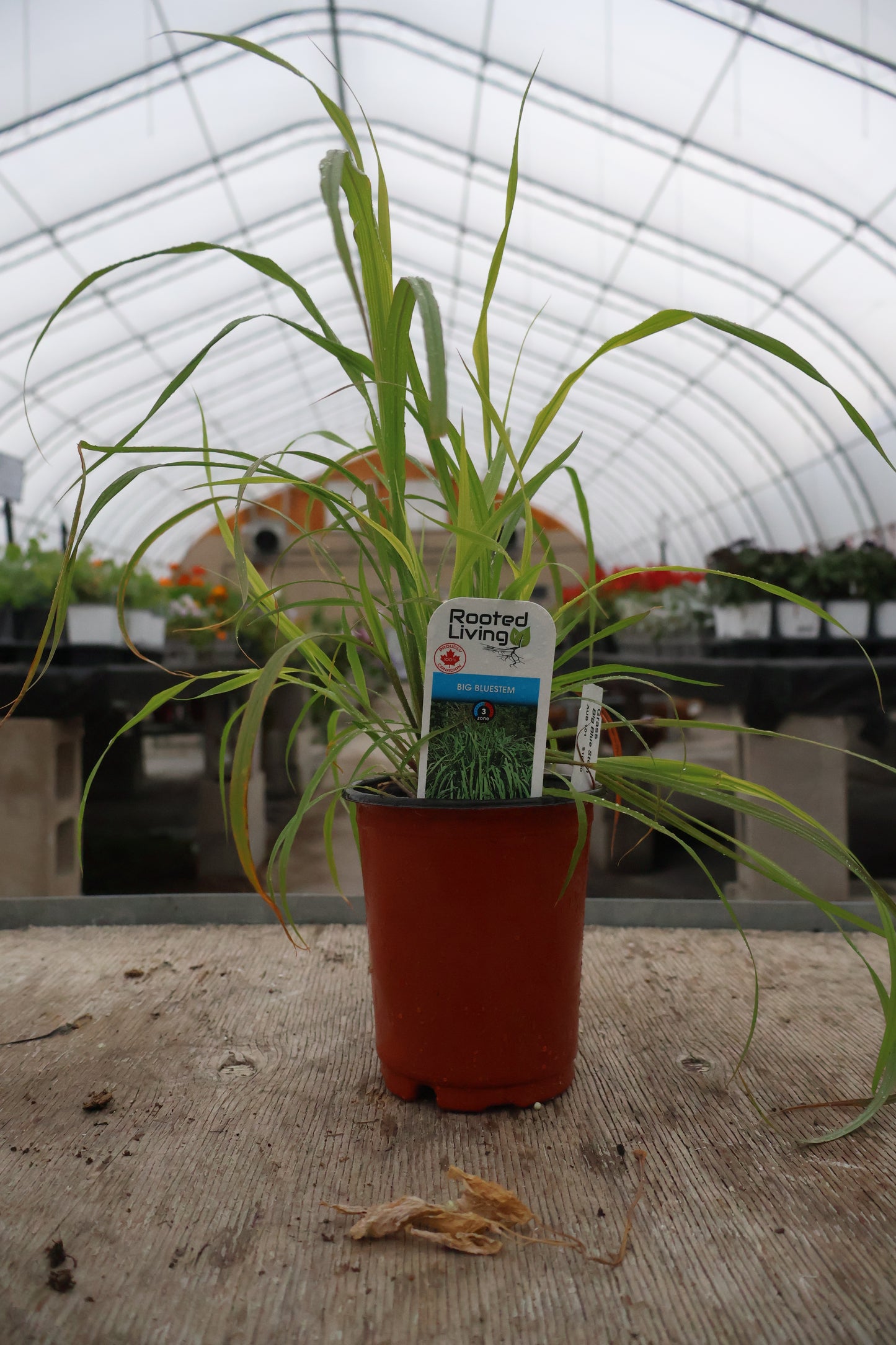 Big Bluestem Blackhawks