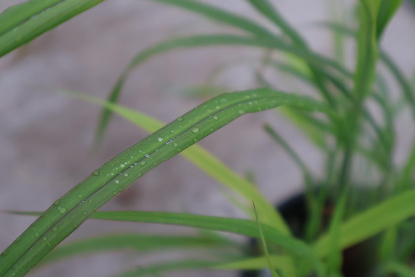 Big Bluestem Blackhawks