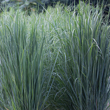 Big Bluestem Blackhawks - 7192A