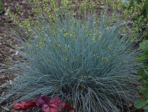 Grass Festuca Blue Whiskers - 7193A