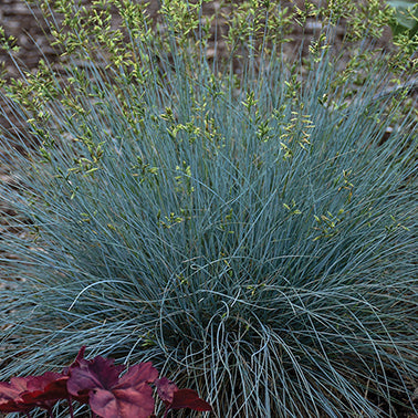 Grass Festuca Blue Whiskers