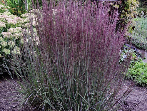 Little Bluestem Cinnamon Sticks - 7195A