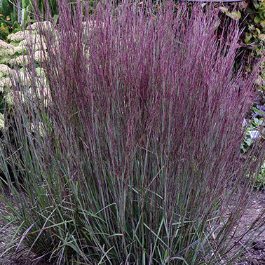 Little Bluestem Cinnamon Sticks
