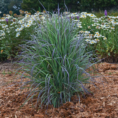 Grass Twilight Zone - 7197A