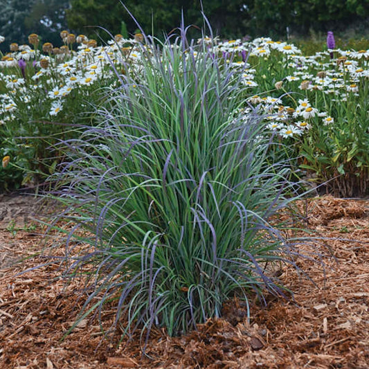 Grass Twilight Zone - 7197A