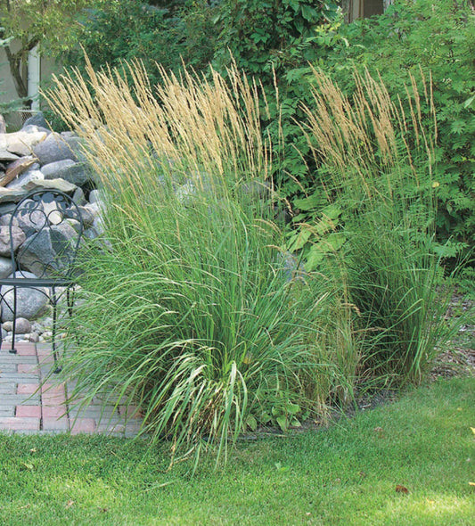 Reed Grass Karl Foerster - 7199A