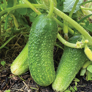 Sweet Cucumber Cool Breeze Hybrid (45 Days) - 720A