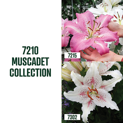 Muscadet Lily Collection / 4 bulbs