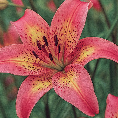 Lily Fancy Dance - 7211A