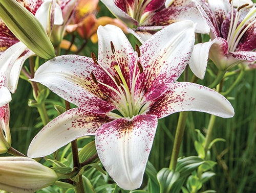 Lily Tribal Kiss - 7212A