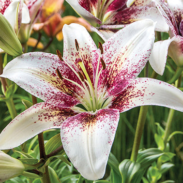 Lily Tribal Kiss - 7212A