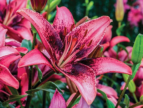 Lily Purple Dream - 7213A