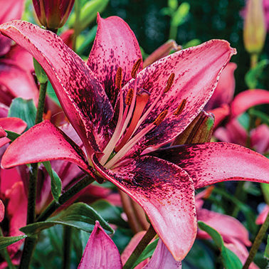 Lily Purple Dream - 7213A