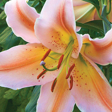 Lily Salmon Party - 7214A