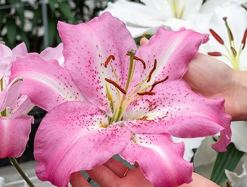 Lily Josephine - 7215A