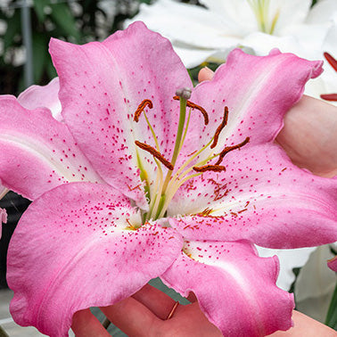 Lily Josephine - 7215A