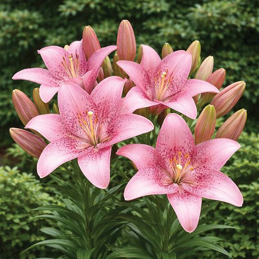 Lily Sweet Sugar