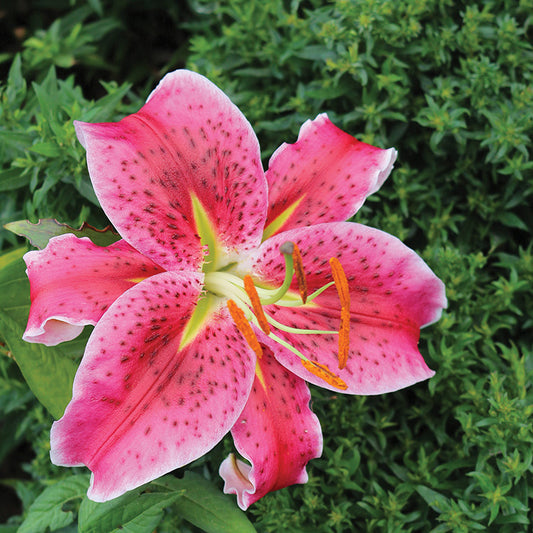 Lily Stargazer