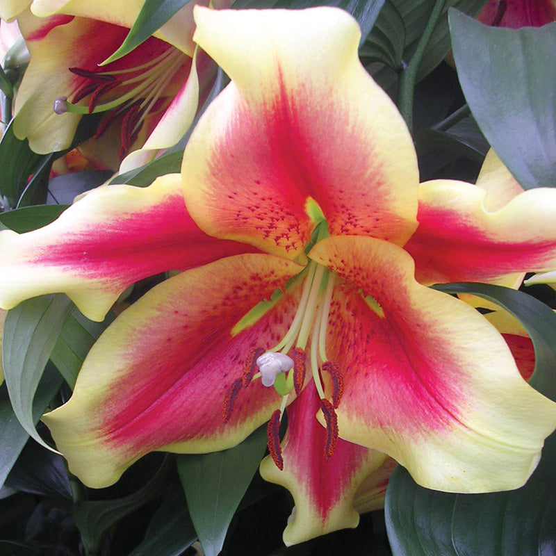 Lily African Lady