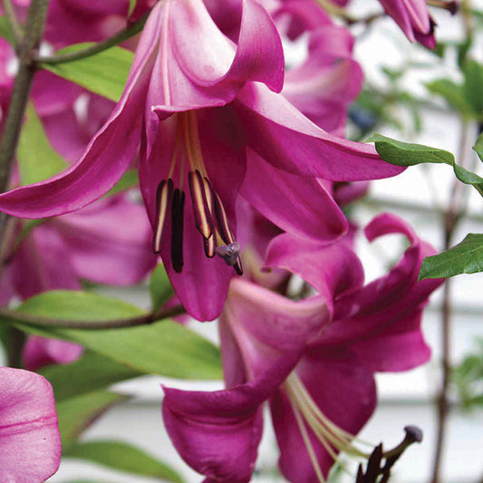 Lily Purple Prince