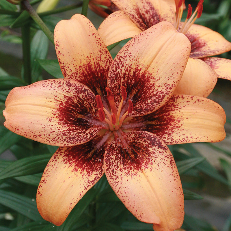 Lily Tigershark
