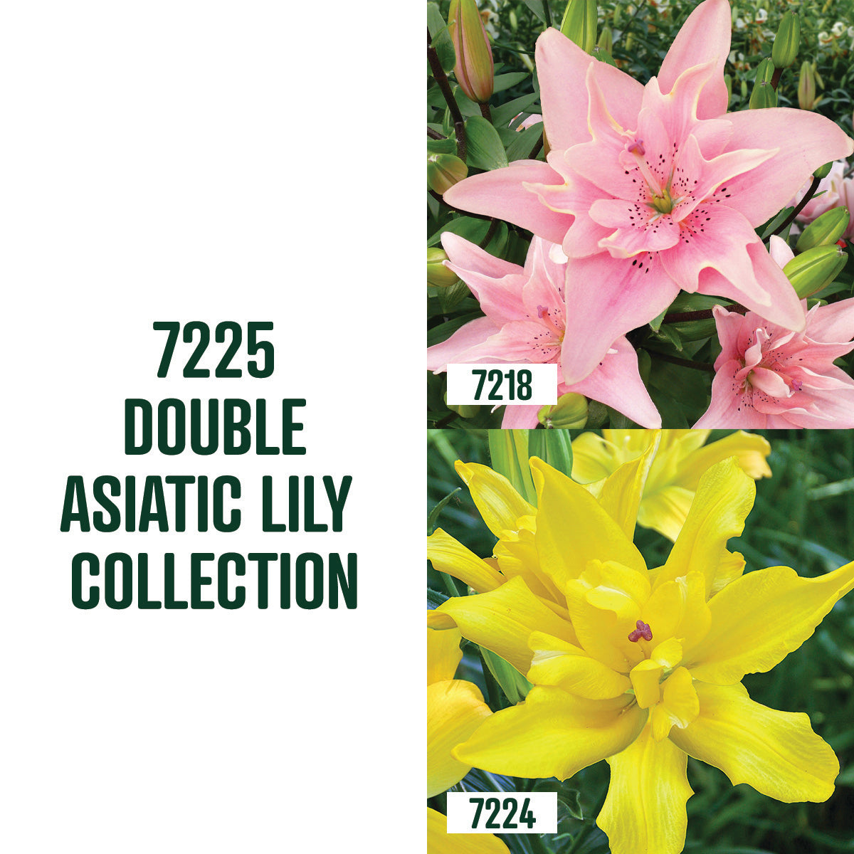 Double Asiatic Lily Collection / 4 bulbs