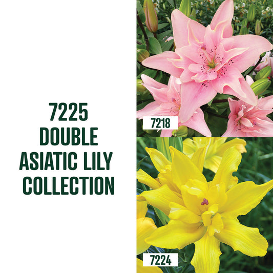 Double Asiatic Lily Collection / 4 bulbs