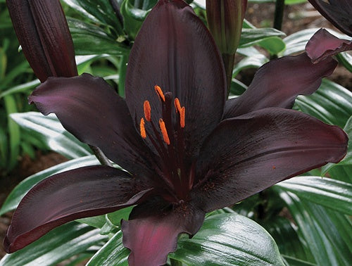 Lily Black List - 7230A