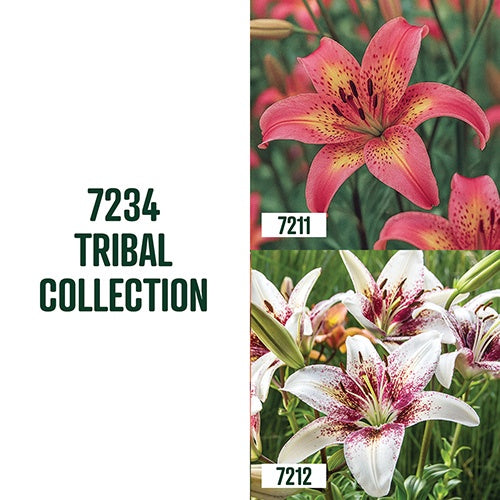Tribal Lily Collection / 4 Bulbs - 7234A